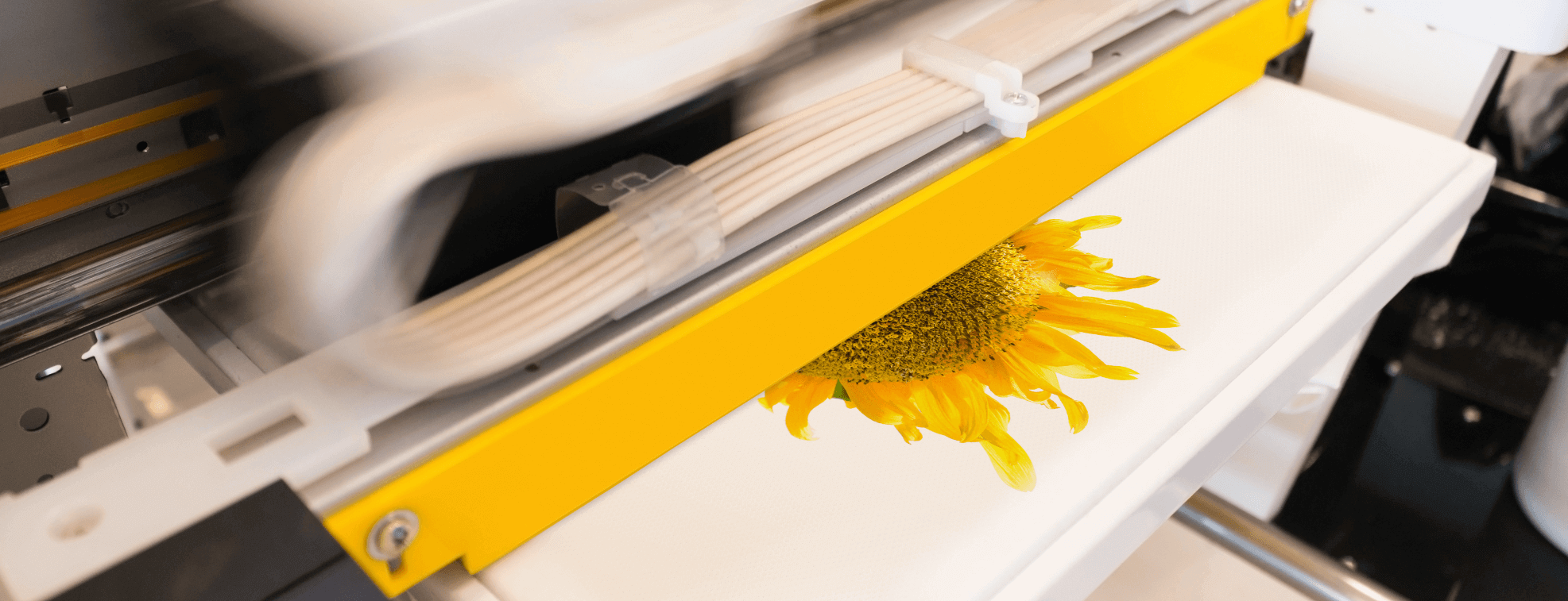 Using digital textile printing to print sunflower on a cotton material